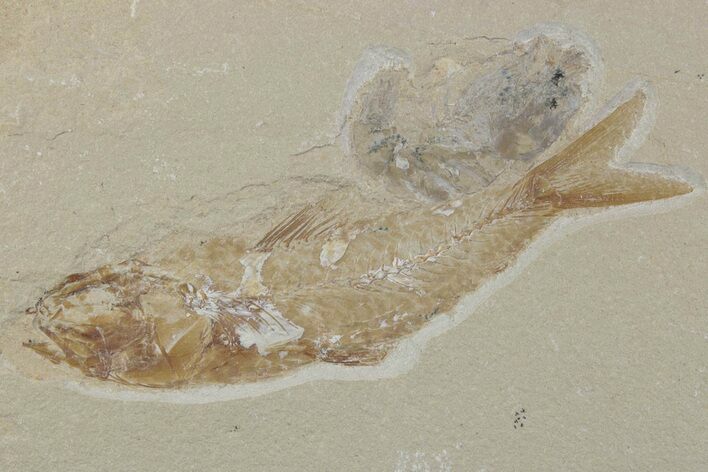 Cretaceous Fossil Fish (Gaudryella?) and Shrimp - Hjoula, Lebanon #376357